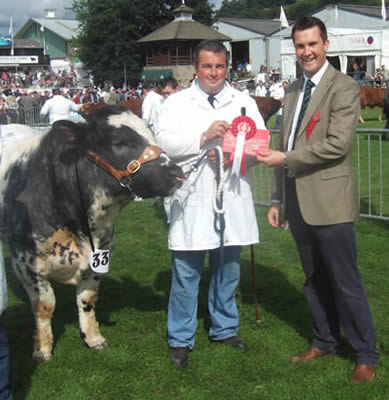 Black n Blue Diesel 1st prize class 514 and highest placed junior bull